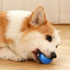 Rolling Ball Dog Toy